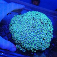 Maidenhead Aquatics @ Ashtead - Marine Stock List 24/06/22
