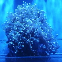 Maidenhead Aquatics @ Ashtead - Marine Stock List 24/06/22
