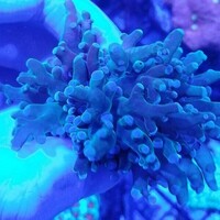 Maidenhead Aquatics @ Ashtead - Marine Stock List 24/06/22