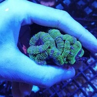 Maidenhead Aquatics @ Ashtead - Marine Stock List 24/06/22