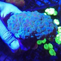 Maidenhead Aquatics @ Ashtead - Marine Stock List 24/06/22