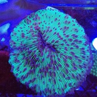 Maidenhead Aquatics @ Ashtead - Marine Stock List 24/06/22