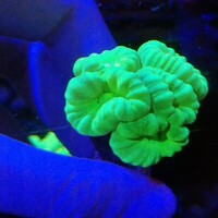 Maidenhead Aquatics @ Ashtead - Marine Stock List 24/06/22