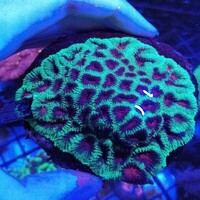 Maidenhead Aquatics @ Ashtead - Marine Stock List 24/06/22
