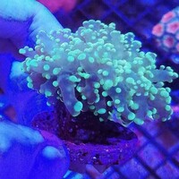 Maidenhead Aquatics @ Ashtead - Marine Stock List 24/06/22