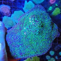 Maidenhead Aquatics @ Ashtead - Marine Stock List 24/06/22