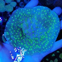 Maidenhead Aquatics @ Ashtead - Marine Stock List 24/06/22