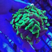 Maidenhead Aquatics @ Ashtead - Marine Stock List 24/06/22