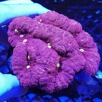 Maidenhead Aquatics @ Ashtead - Marine Stock List 24/06/22