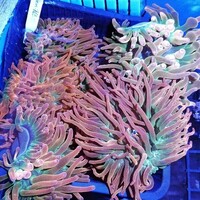 Maidenhead Aquatics @ Ashtead - Marine Stock List 24/06/22