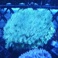 Maidenhead Aquatics @ Ashtead - Marine Stock List 24/06/22
