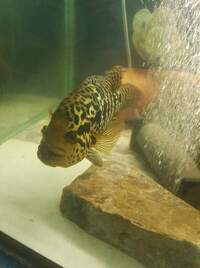 Jaguar cichlid