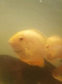 Golden severums for sale