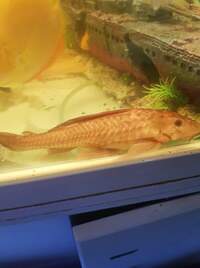 Brown pleco long body