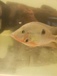 Firemouth cichlid