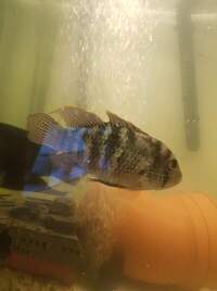 Blue acara