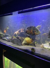 SELLING PRED FISH COLLECTION AND CUSTOM TANK HIGH GLOSS