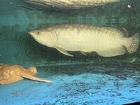 REDUCED, £625 - datnoid, ray, nile perch SUPER RARE BATIK AROWANA (Scleropages inscriptus) ONLY 1 IN UK FOR SALE