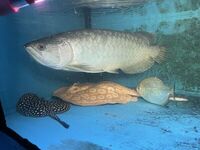 REDUCED, £625 - datnoid, ray, nile perch SUPER RARE BATIK AROWANA (Scleropages inscriptus) ONLY 1 IN UK FOR SALE