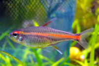 Gold Danios and Glowlight Tetras for sale