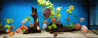 10 Stendker Discus for Tropical Fish Tank Aquarium