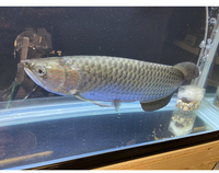 Predators - Odd Ball - Pleco - Crayfish