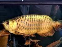 Blue Base Crossback Asian Arowana
