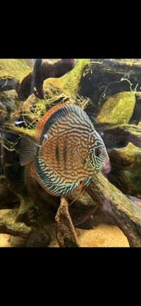 4 x adult discus “wild type” red/orange £200 5-6 inches