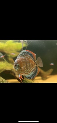 4 x adult discus “wild type” red/orange £200 5-6 inches