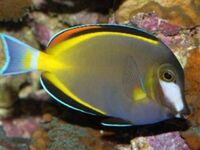 Powder Brown Tang, Pinkface Wrasse, Tamarin Wrasse, Pintail Flasher Wrasse, Singapore Angel, Checkerboard Wrasse, Dottyback, Chromis, Shrimps etc etc