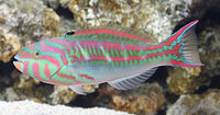 Powder Brown Tang, Pinkface Wrasse, Tamarin Wrasse, Pintail Flasher Wrasse, Singapore Angel, Checkerboard Wrasse, Dottyback, Chromis, Shrimps etc etc