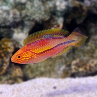 Powder Brown Tang, Pinkface Wrasse, Tamarin Wrasse, Pintail Flasher Wrasse, Singapore Angel, Checkerboard Wrasse, Dottyback, Chromis, Shrimps etc etc