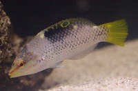 Powder Brown Tang, Pinkface Wrasse, Tamarin Wrasse, Pintail Flasher Wrasse, Singapore Angel, Checkerboard Wrasse, Dottyback, Chromis, Shrimps etc etc