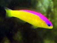 Powder Brown Tang, Pinkface Wrasse, Tamarin Wrasse, Pintail Flasher Wrasse, Singapore Angel, Checkerboard Wrasse, Dottyback, Chromis, Shrimps etc etc