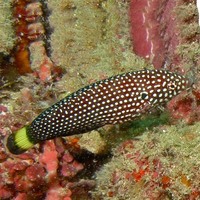 Powder Brown Tang, Pinkface Wrasse, Tamarin Wrasse, Pintail Flasher Wrasse, Singapore Angel, Checkerboard Wrasse, Dottyback, Chromis, Shrimps etc etc