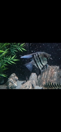 3 Large Angel Fish pearl gourami 20