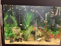FREE GUPPIES