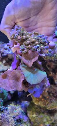 Zoa & Mushroom Garden