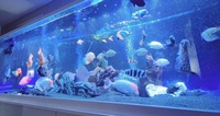 Aquarium