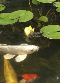 Large Koi Carp for Sale