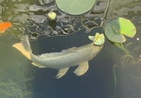 Large Koi Carp for Sale