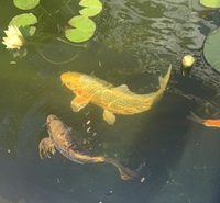 Large Koi Carp for Sale