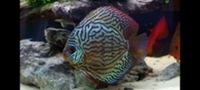 3x Beautiful Stendker Discus