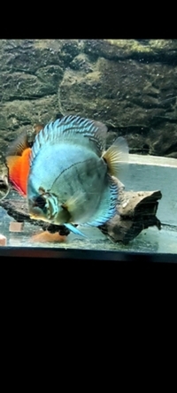 3x Beautiful Stendker Discus