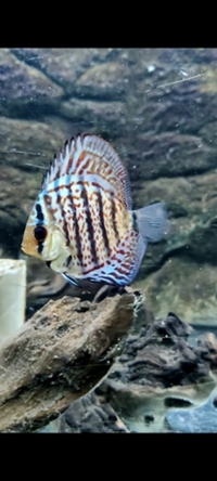 3x Beautiful Stendker Discus