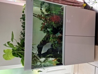 Mature fish tank with 4 happy discus for sale