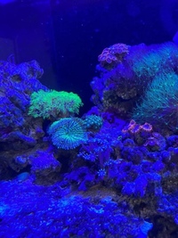 Closing down marine fish tank pics save listing all