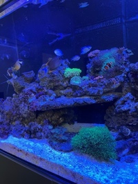 Closing down marine fish tank pics save listing all