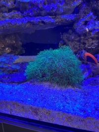 Closing down marine fish tank pics save listing all