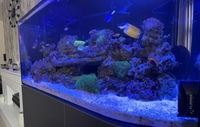 Closing down marine fish tank pics save listing all